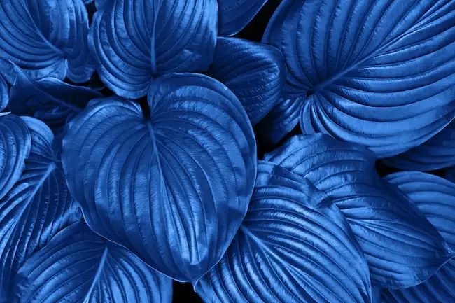 Colour Trends Image
