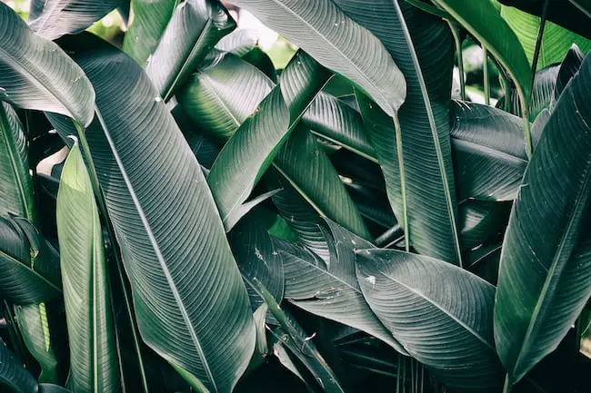 Substantial Plants Image