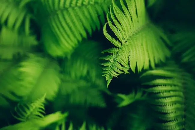 Ten Garden Design Trends 2020 Ideas - Shinrin-Yoku Forest Therapy