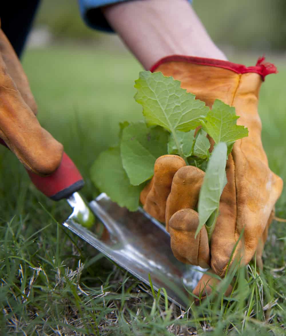 Garden Aftercare Service Image