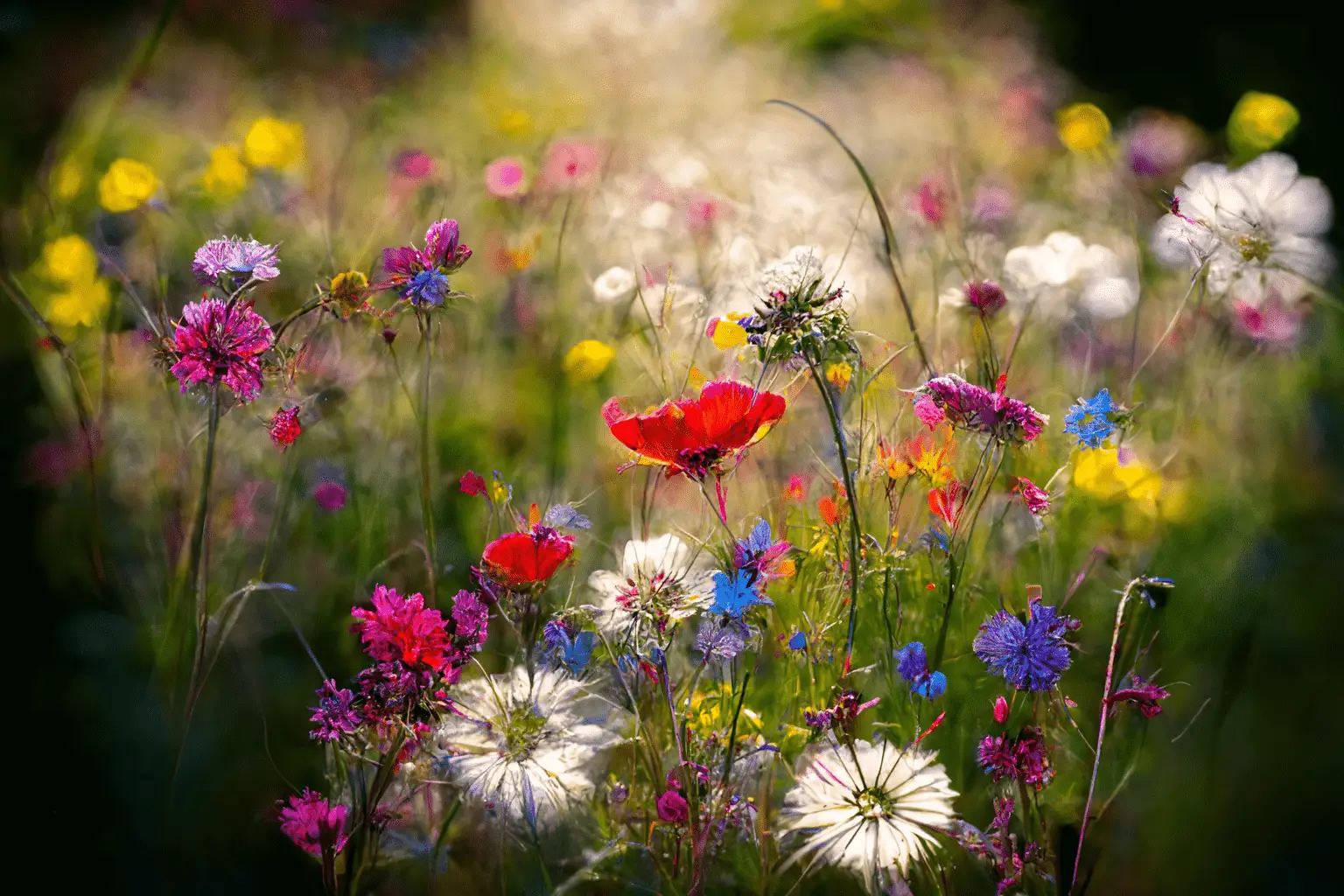 Wildflower Lawns Image