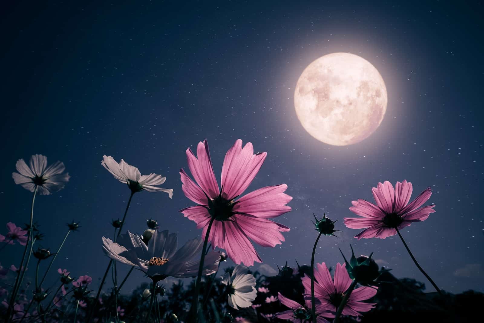 Moon Gardens Image